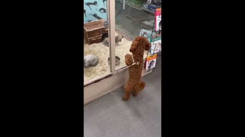 Poodle falls in love with rabbits at first sight