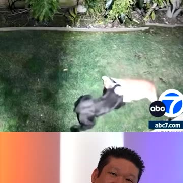 Mountain Lion Attacks A Schnauzer