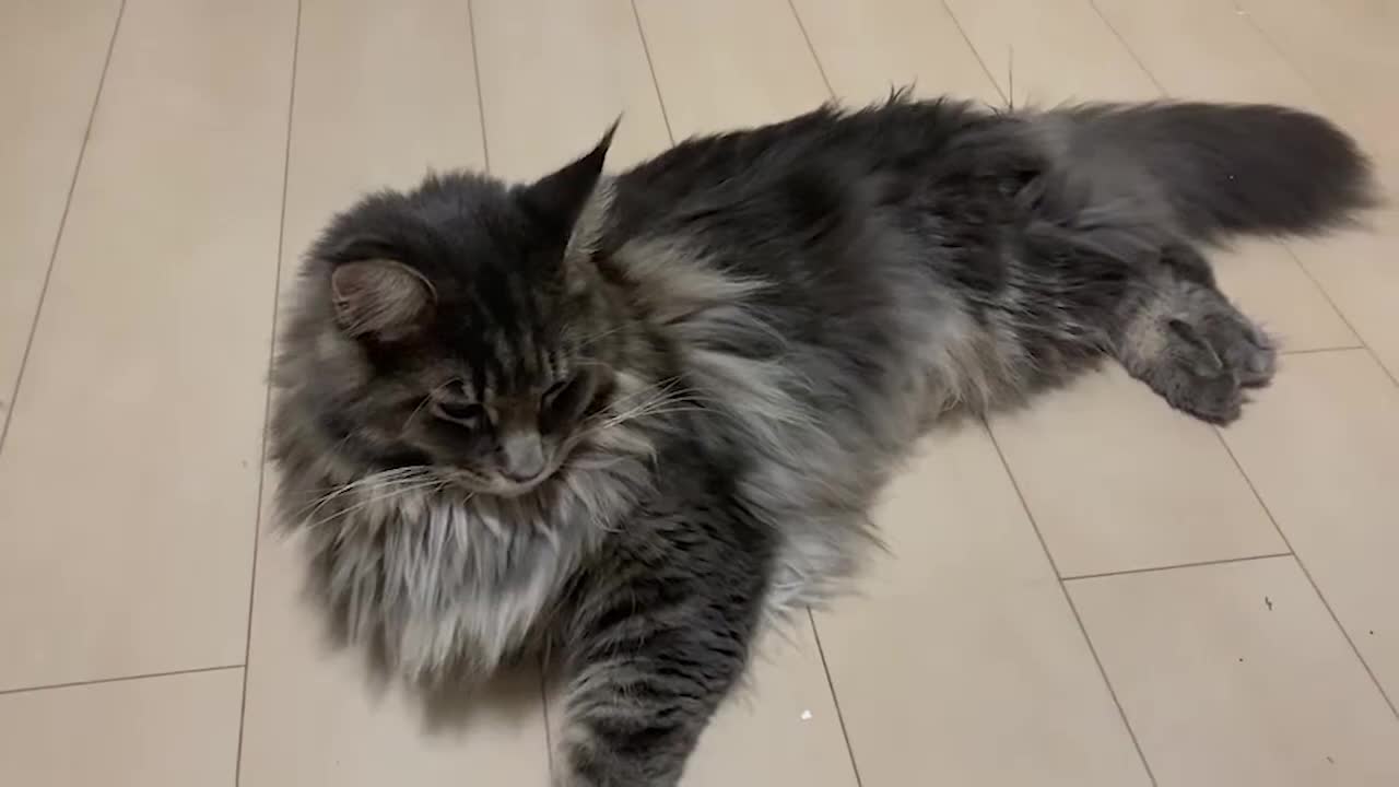 Alex (Maine Coon)
