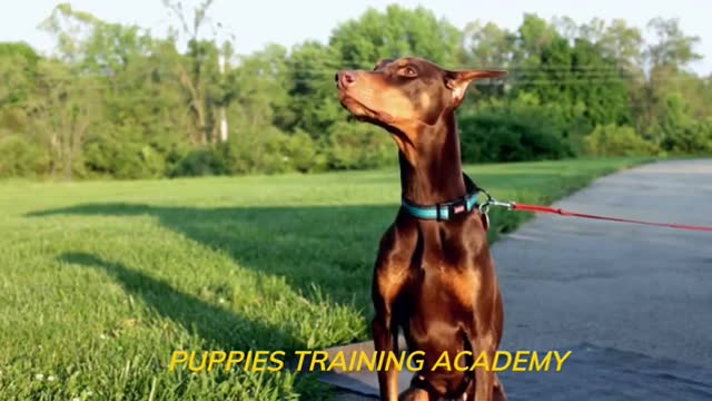 How to train dog l dog training l step by step training video l