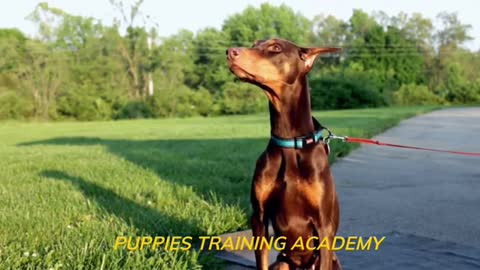 How to train dog l dog training l step by step training video l