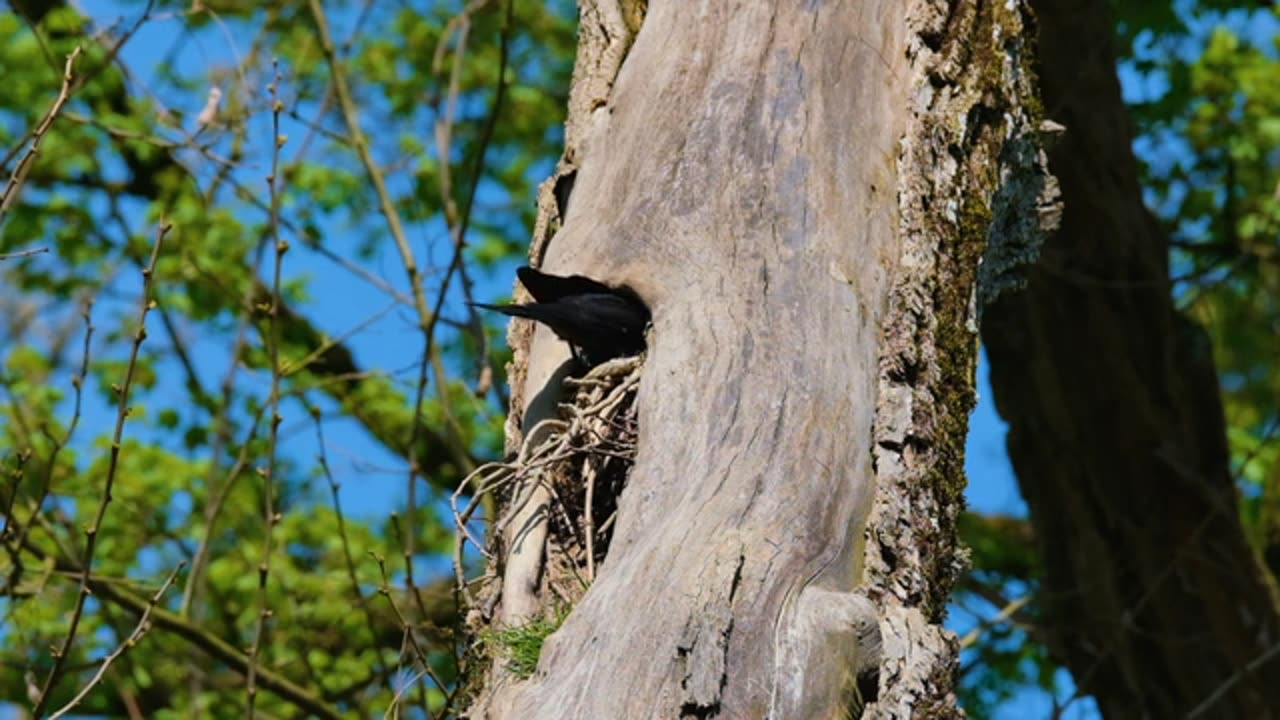 Identify your backyard Birds virtual Bird whiching