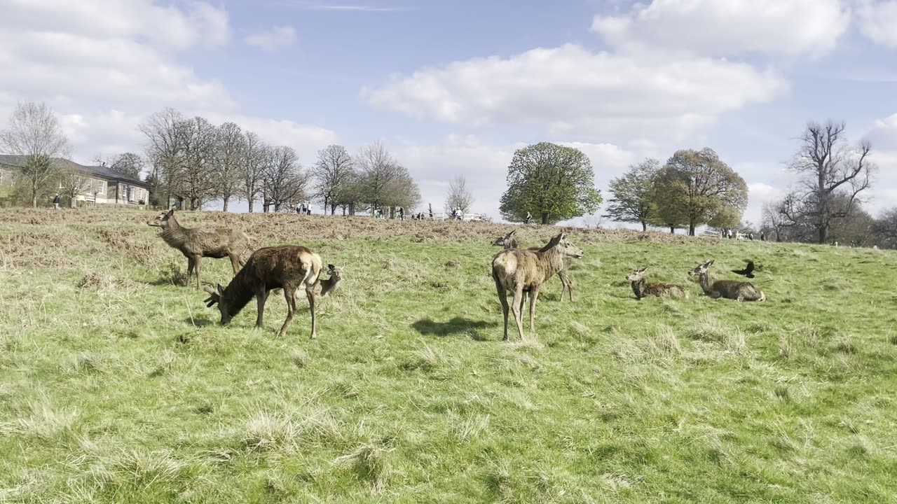 Richmond Park London❤️❤️❤️