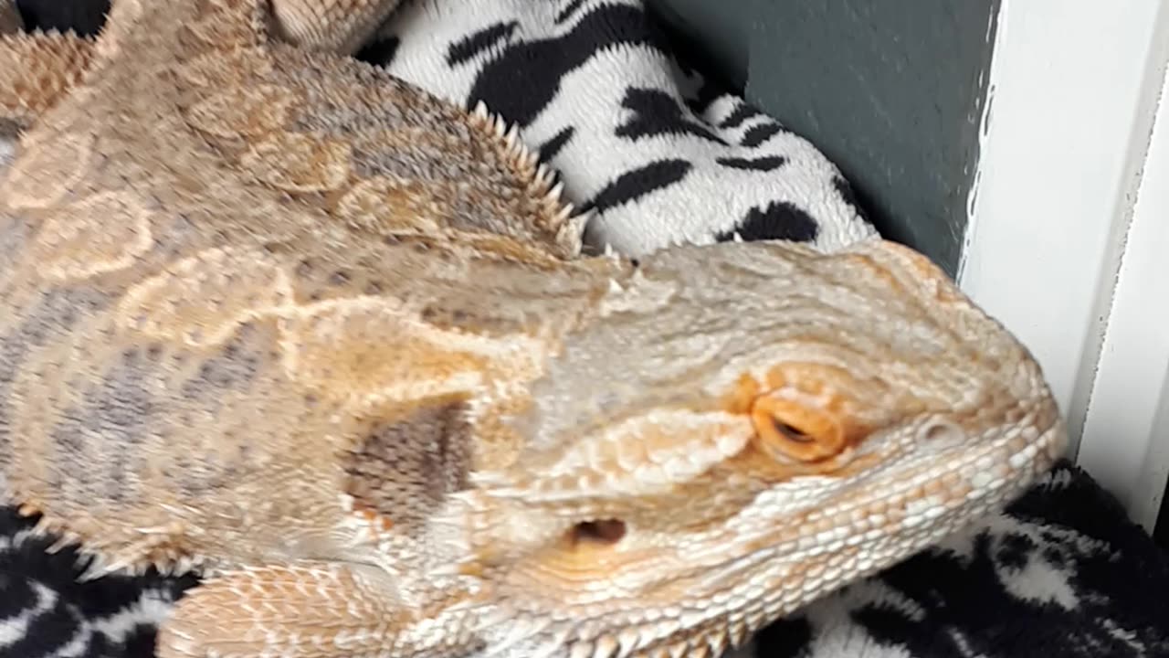 🐲🐉 Kobe The Bearded Dragon 🦎 My Son Had A Long Day In The Sun 🦎☀️