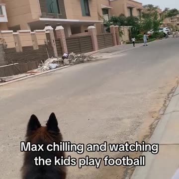 Cute max is playing football with kids 🐕❤️