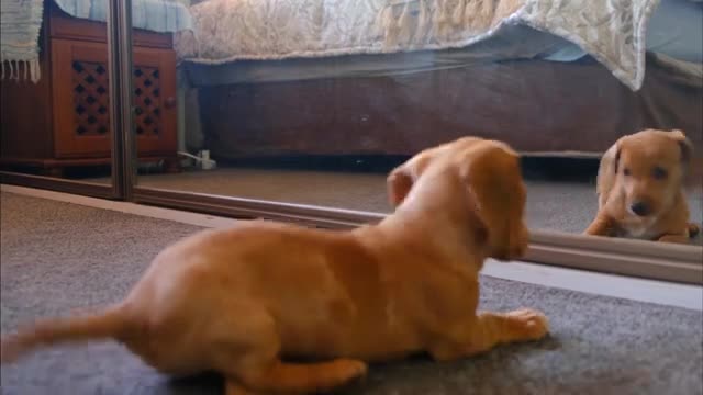 Dog Status Short Video| Funny Dog Video | More Pets