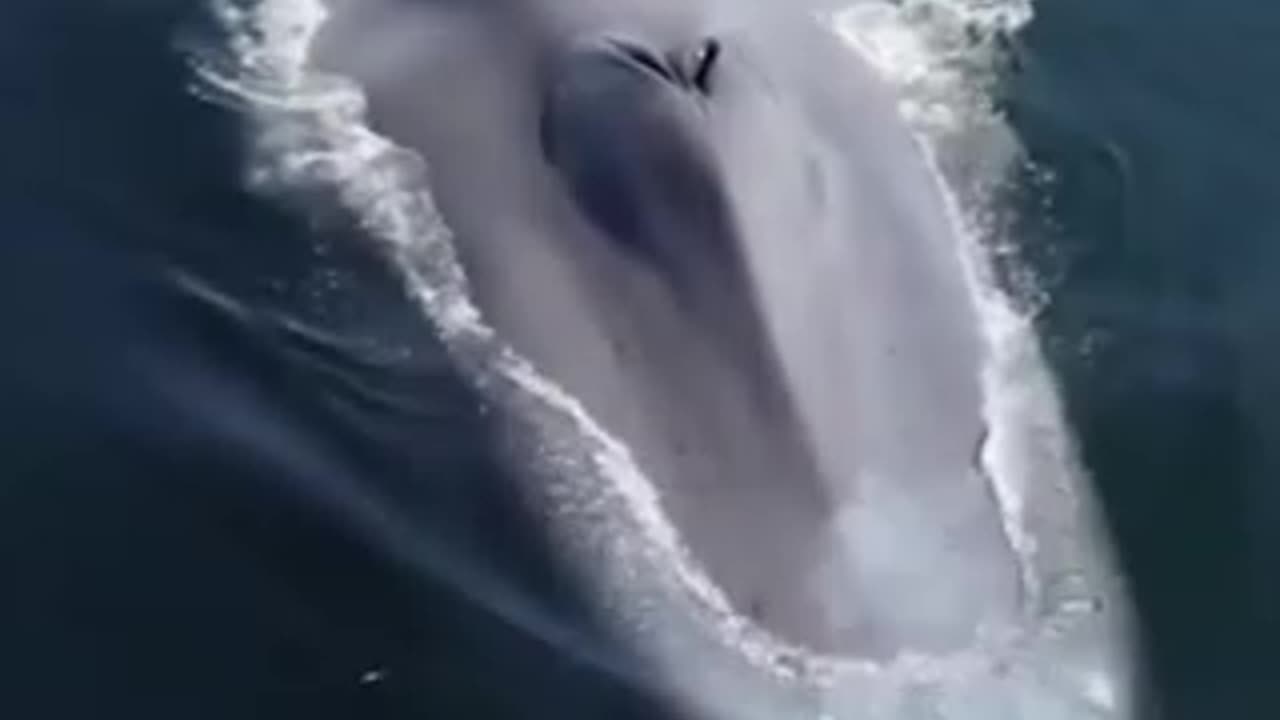 Aquatic Animals Compilation_ Don't Skip watch to the end