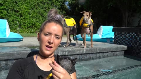 Teaching My Dogs How To Swim