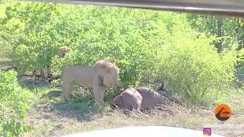 Lion Gives Pregnant Buffalo a C-Section
