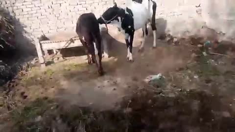 Animal fight