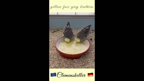 Avairy visit to one of the best budgie fancier Clemens keller