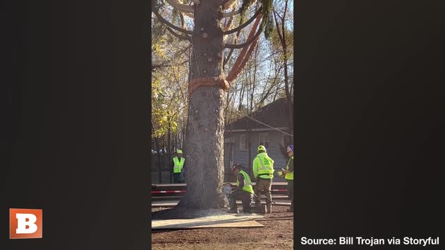 'Tis the Season: 82-Ft-Tall Tree Donated for Rockefeller Plaza