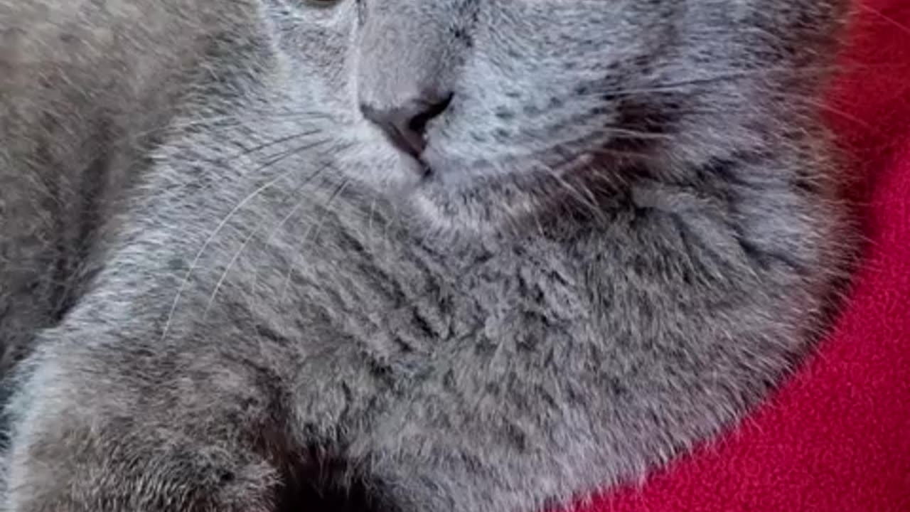 Slays of the week🐈 ｜ Misty The cat ｜ Adorable cat videos ｜ Funny cat videos ｜ scottish fold#monslay