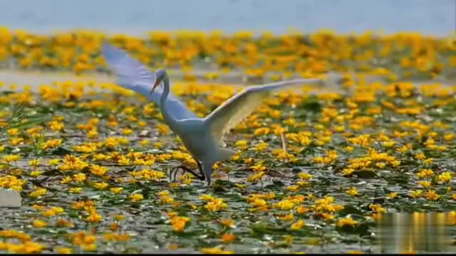 Patches of bright yellow flowers flickered in the water, egrets and ducks