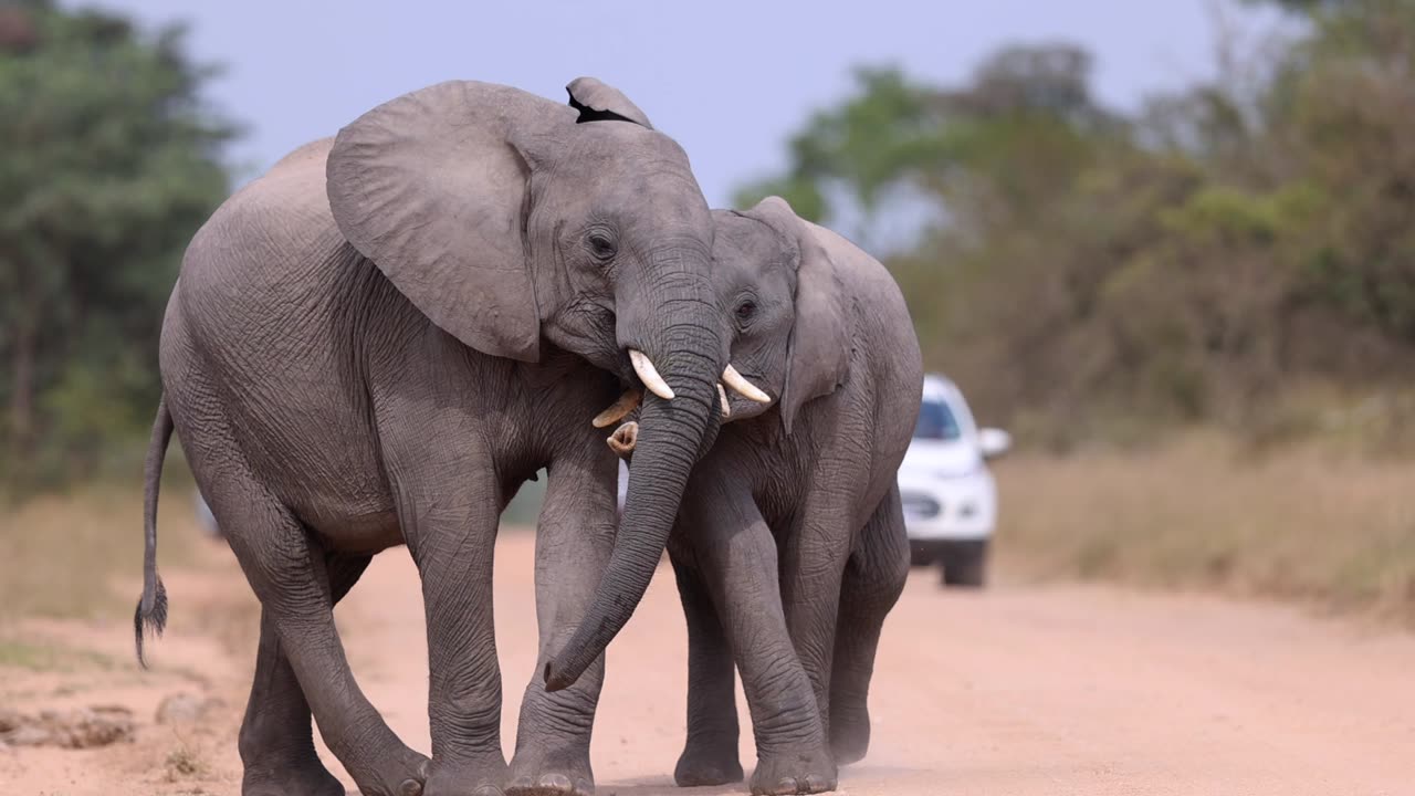 Elephants fight