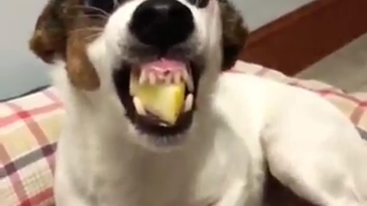 Dog funny video