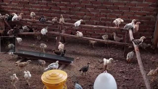 Listening to livestock (Bahasa Indonesia) - ASMR