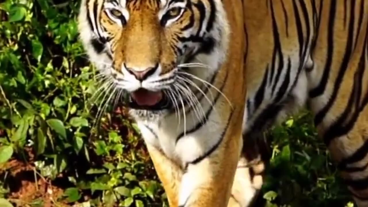 Bingol Tiger 🐯 || Power Full Animal in the world