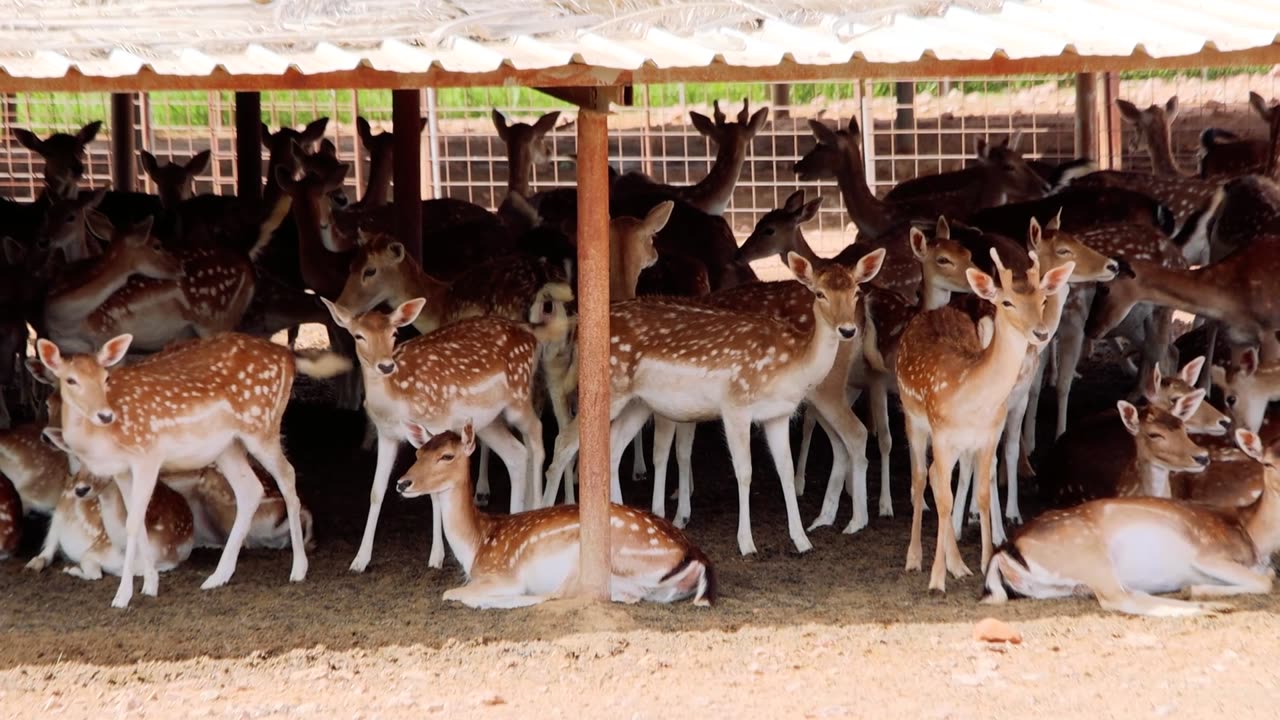 Beautiful Fellow Deers