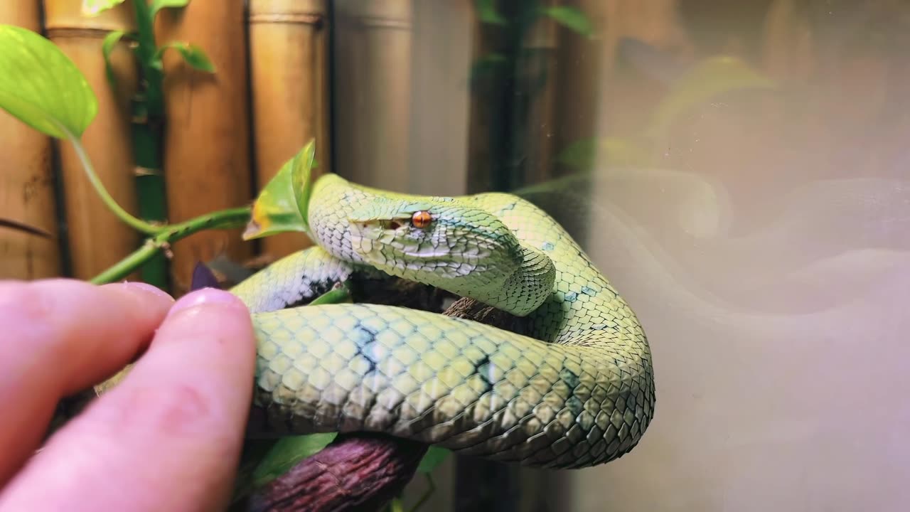 Meet my pit vipers!
