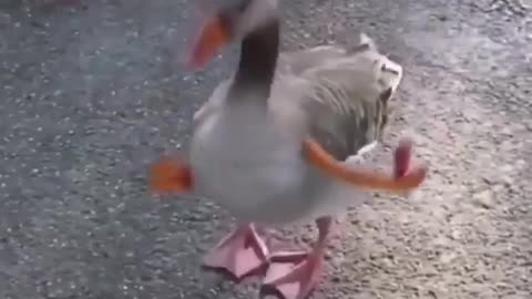 dancing duck