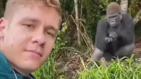 Gorilla wants hit
