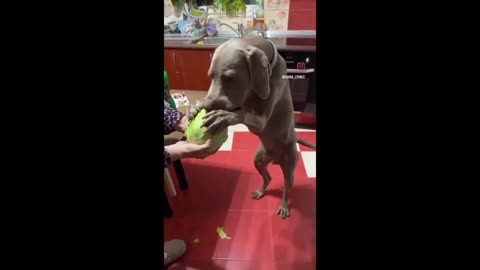 Healthy Pup Enjoys Tasty Cappage Snack