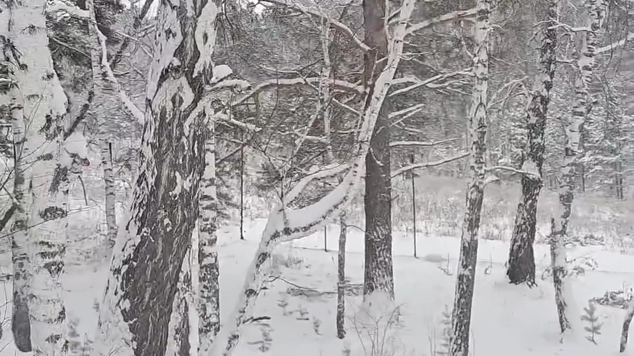 Panthers_on_a_birch_tree😸🐾(1080p60)