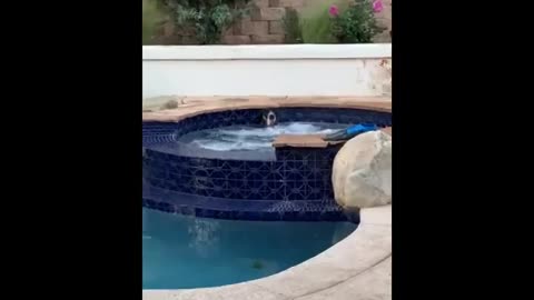 funny animals (super 3 minute funny) cats and dogs