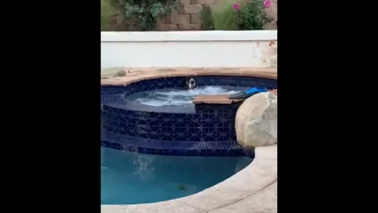 funny animals (super 3 minute funny) cats and dogs