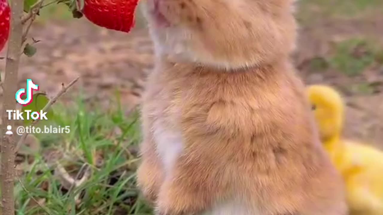 Cuuuuute
