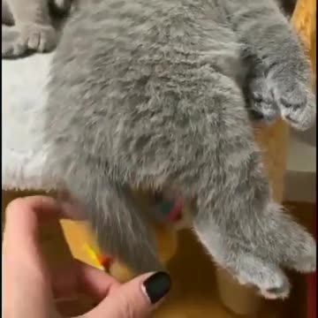 We're exhausted!🤣😻😻😻💖