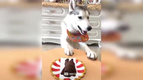 Cat Reaction to Cutting Cake - Funny Dog Cake Reaction Compilation