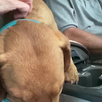 September 19, 2021 new puppy