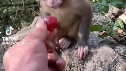 Cute baby animal must watch / 可爱的小动物 / Pequeños animales lindos