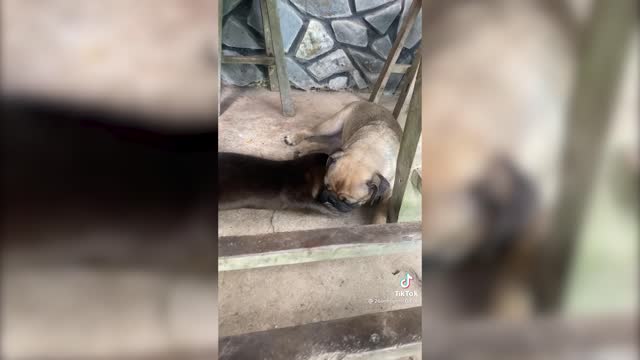[animal fun] Otter best friend with dog