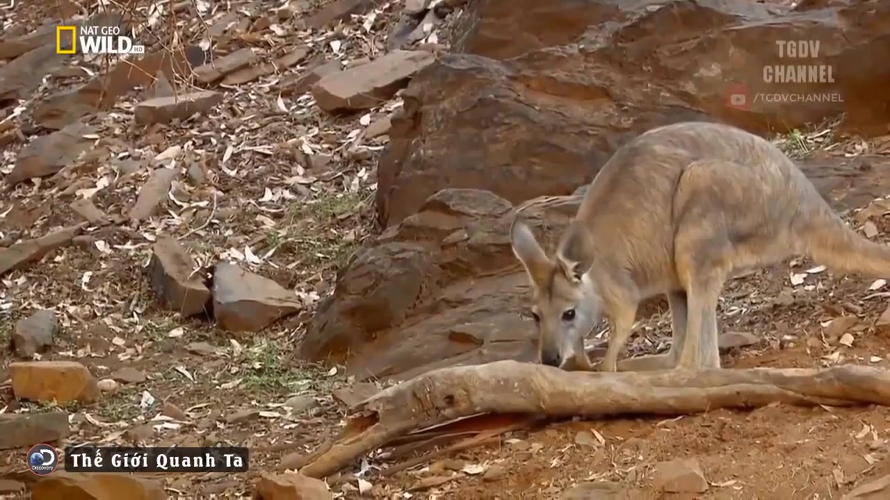 the survival life of kangaroos