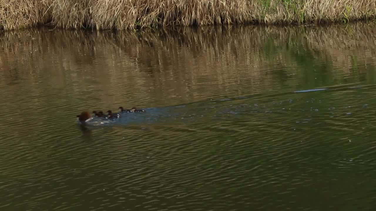 Duck Family Ducks Series Water Chicks Swim