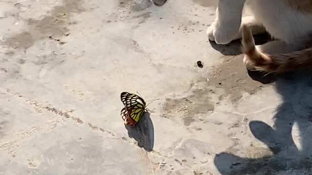 Kitten Playing with Butterfly