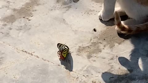 Kitten Playing with Butterfly