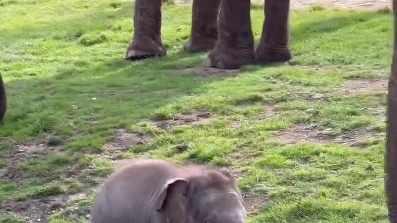 Elephant Baby scolded by mom for wandering off🤣🤣 #elephant #babyelephants #asianelephants #zsl 🐘