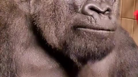 Gorilla