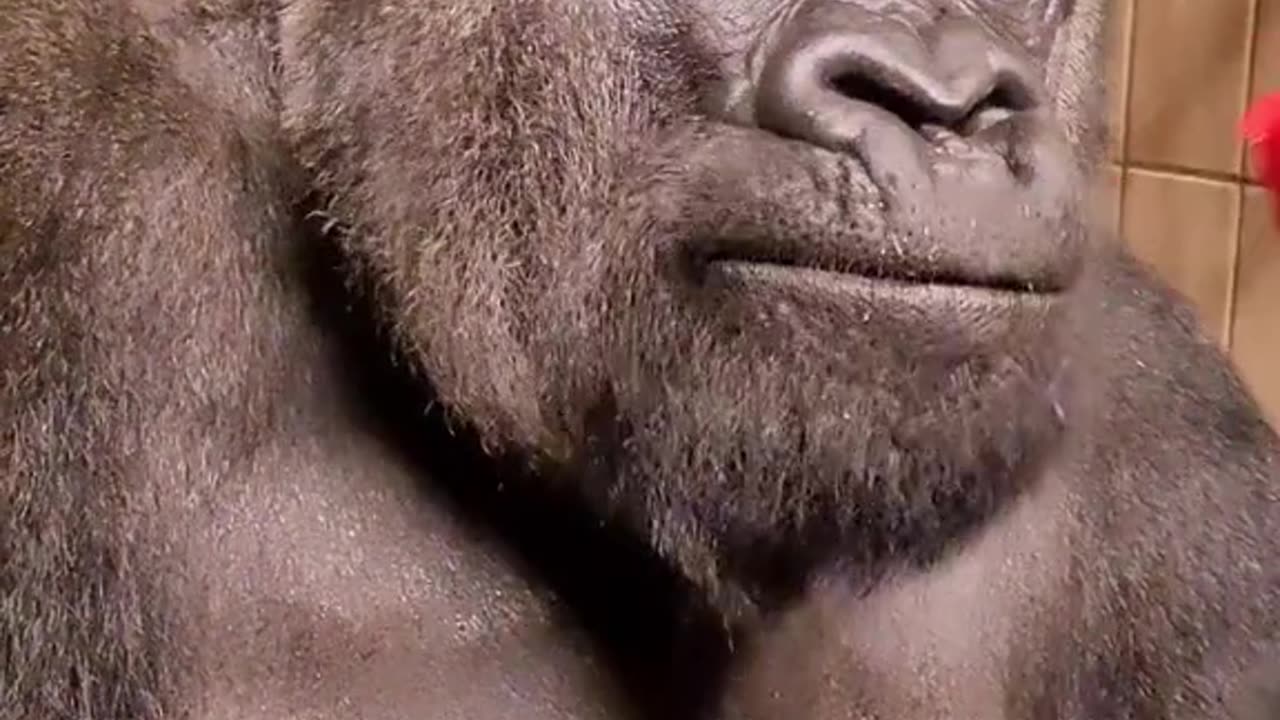 Gorilla