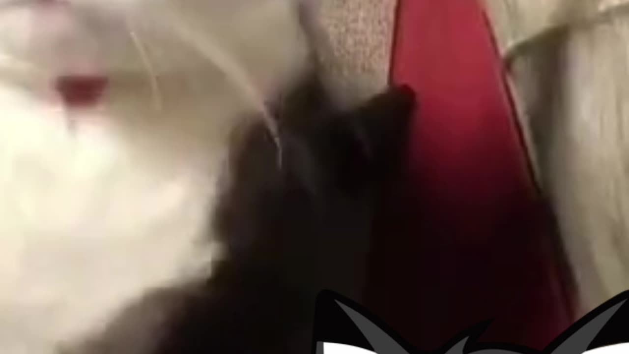 Funny pandas cat playing