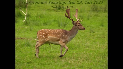 Spurgeon am Samstag, dem 29. Juli 2023