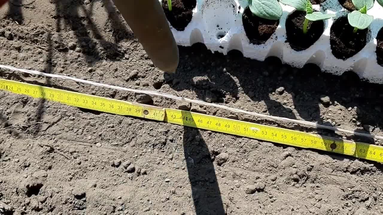 Messa a dimora , le prime 14 piante di cetrioli .. ( Distanza 50/60 cm)