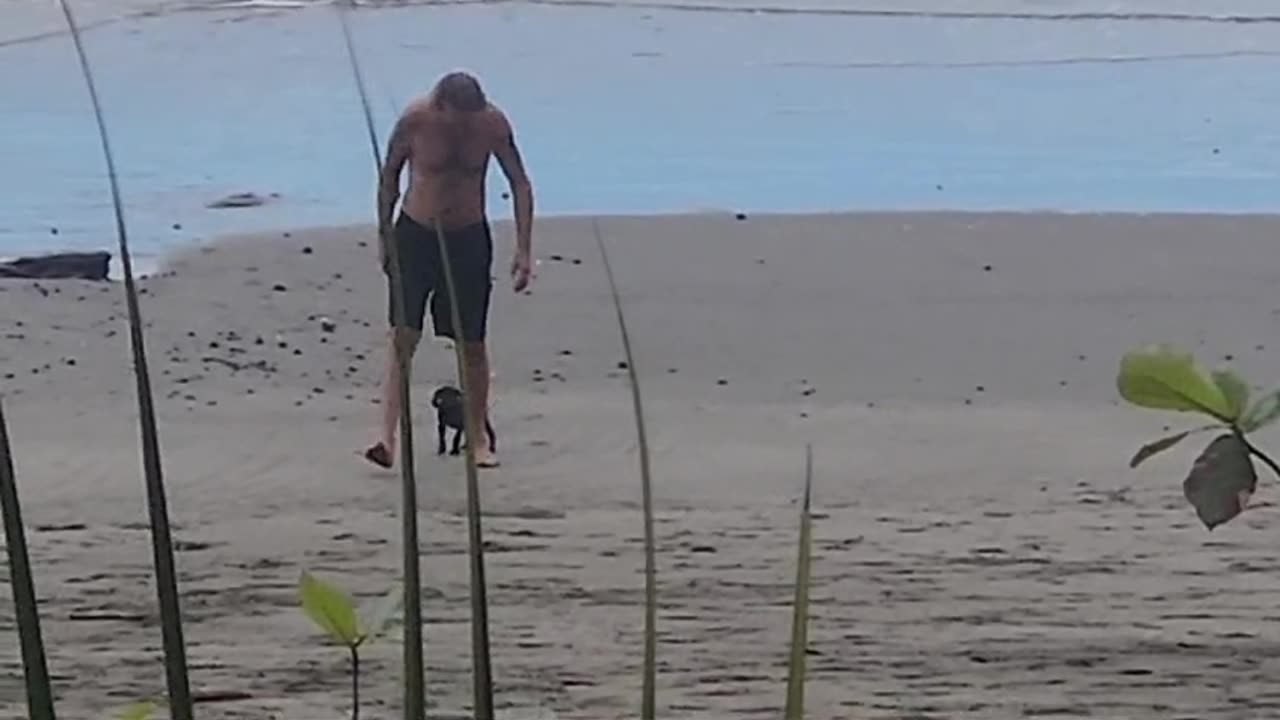 Very first visit to the beach at 8wks old (friends puppy)