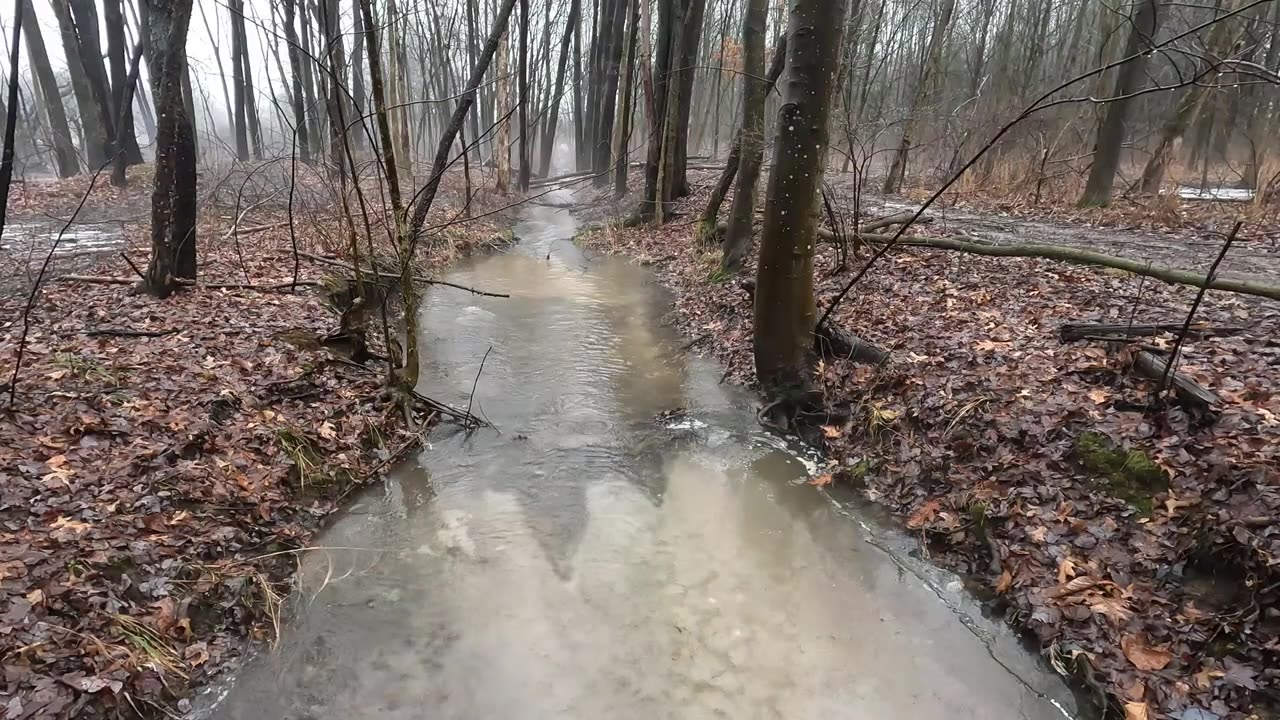 Relaxing Creek Fills With Rain As Fog Rolls In And Out