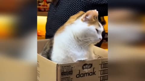 Cute cat 🐈🐈🐈