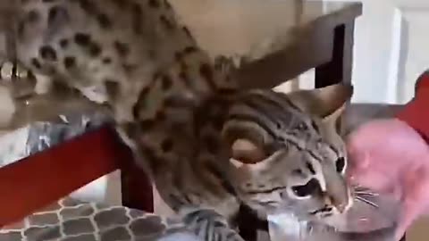 The Cat's Hilarious Reactions